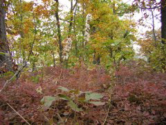DSCN1108