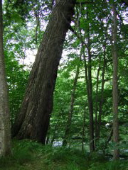 DSCN0323.JPG