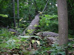DSCN0324.JPG