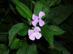 DSCN0331.JPG