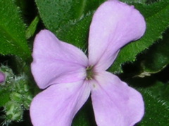 DSCN0332.JPG