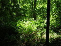 DSCN0333.JPG