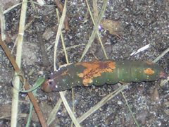 DSCN0337.JPG